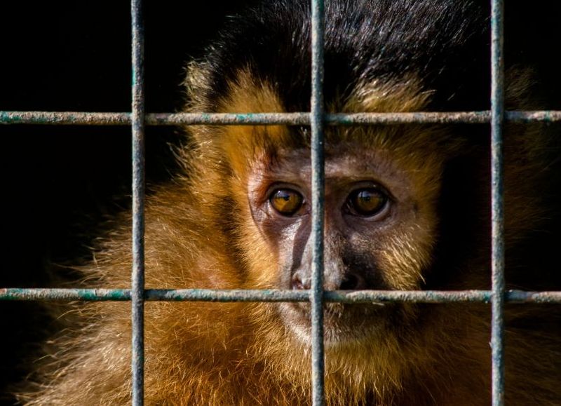 Contribuyamos a la conservación y no a la extinción