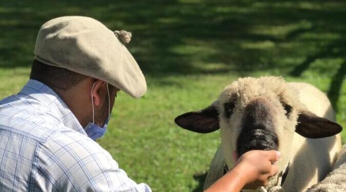 Jóvenes tucumanos apuestan a mejorar la calidad de los ovinos de la provincia