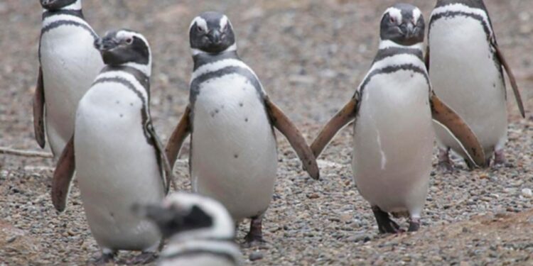 Masacre de pingüinos en un campo de Chubut