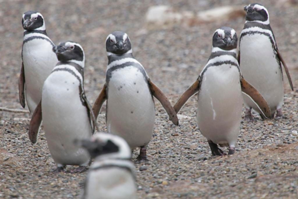 Masacre de pingüinos en un campo de Chubut