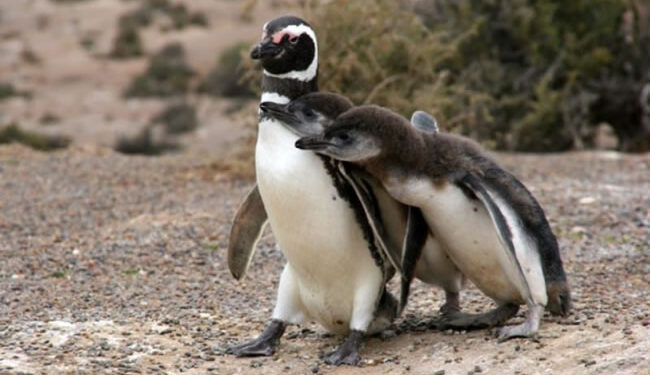 Masacre de pingüinos en un campo de Chubut