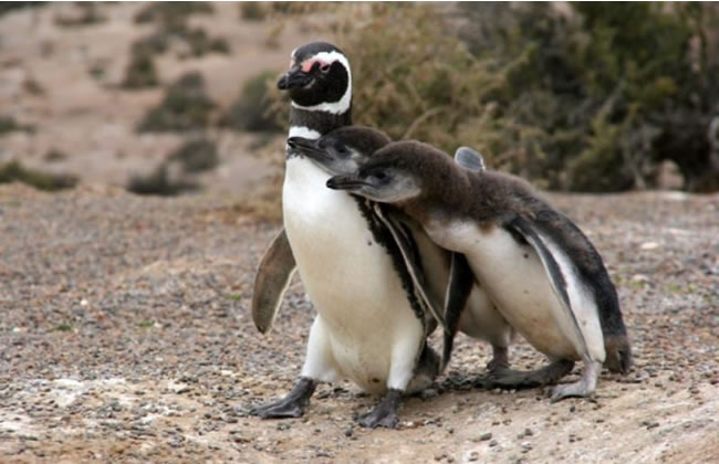 Masacre de pingüinos en un campo de Chubut