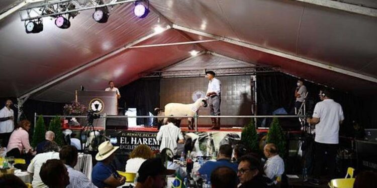 Pagaron $6.000.000 por una borrega Hampshire Down