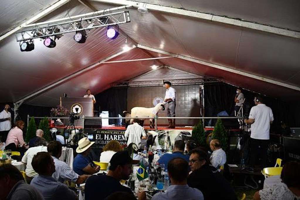 Pagaron $6.000.000 por una borrega Hampshire Down