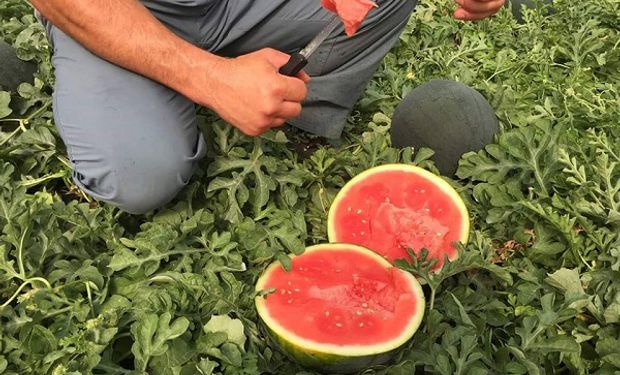 Buscan introducir una nueva variedad de sandía, más dulce y de cáscara oscura