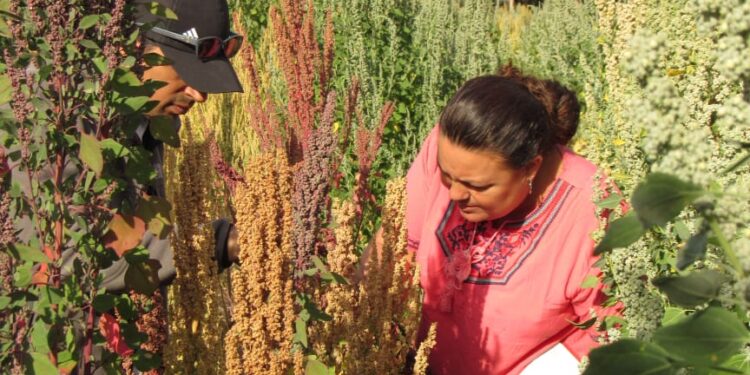 El cultivo que se está volviendo tendencia en Tucumán por sus bondades