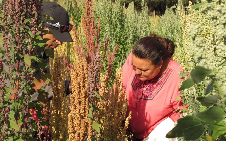 El cultivo que se está volviendo tendencia en Tucumán por sus bondades