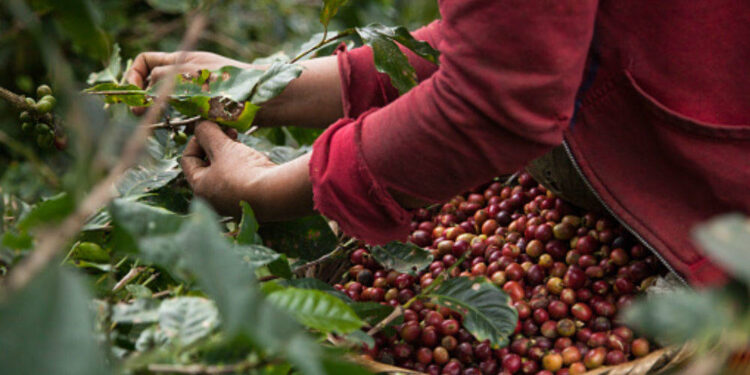 Cae la producción de café en Colombia