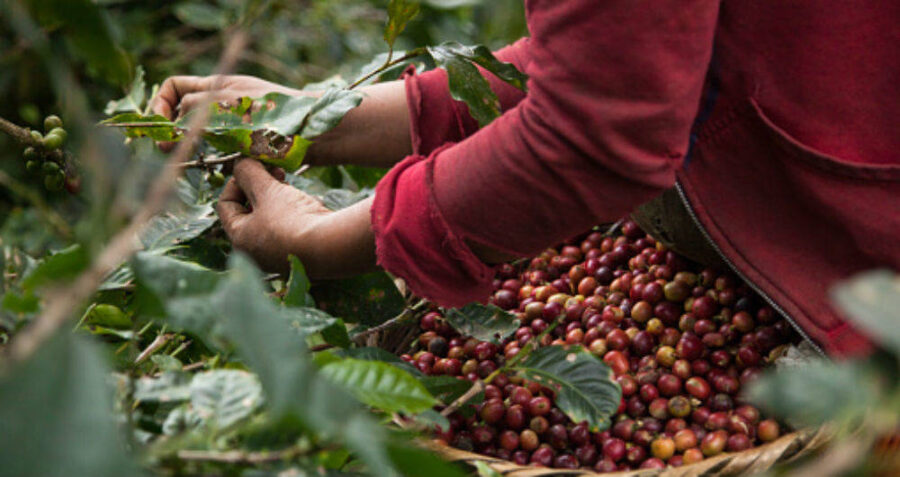 Cae la producción de café en Colombia