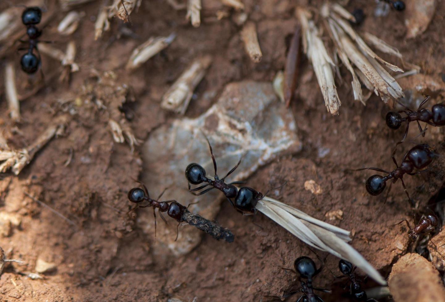 Un biólogo pudo anticipar la ola de calor gracias a las hormigas