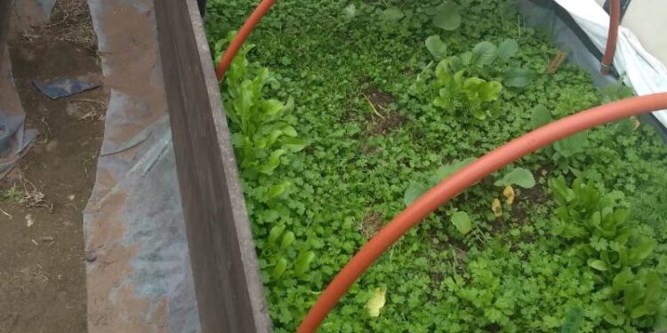 Consejos útiles para la huerta de verano