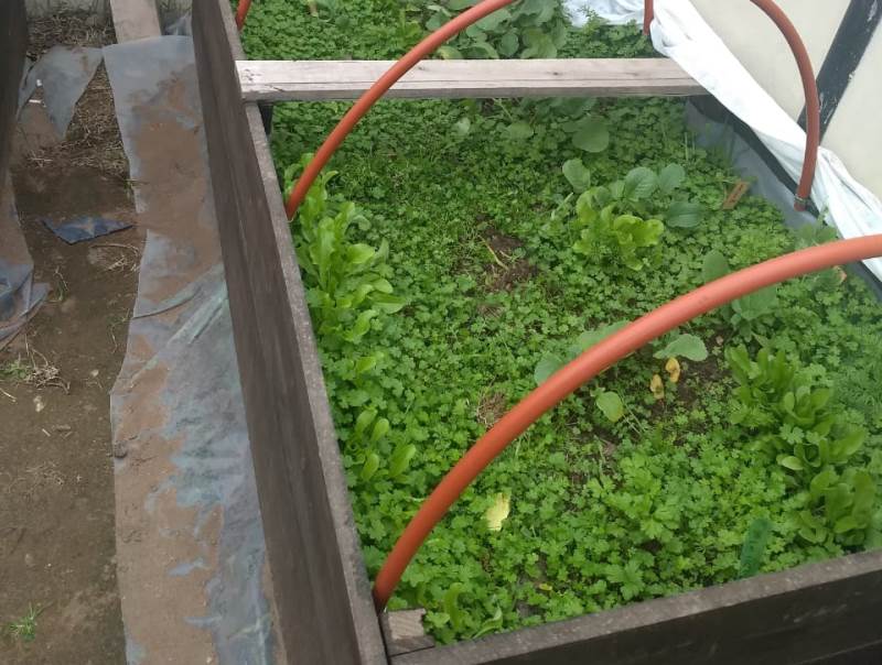 Consejos útiles para la huerta de verano