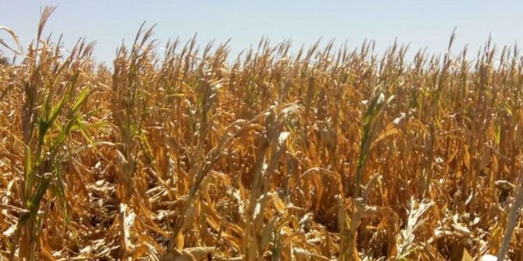 Ola de calor: los daños en algunos campos superaron el 80%
