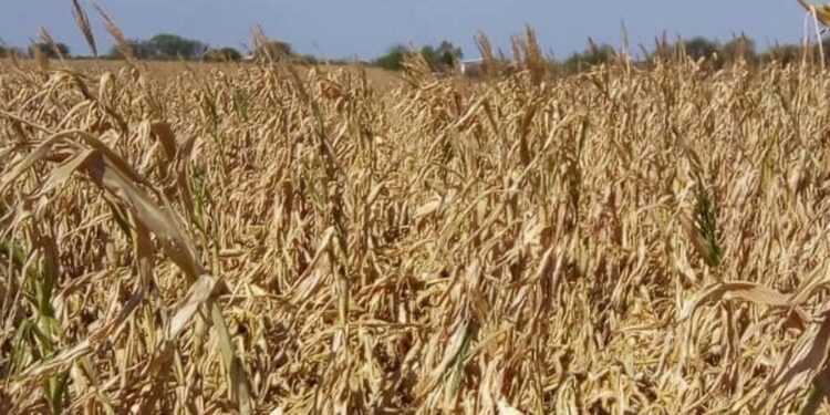 Ola de calor: los daños en algunos campos superaron el 80%