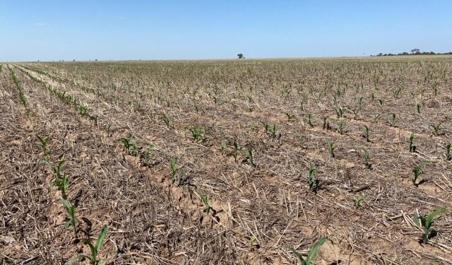 Tucumán: la falta de agua atrasa el avance en la siembra de maíz, soja y sorgo