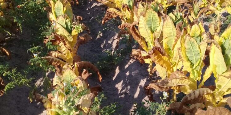 Perdió el 70% de su producción de tabaco a causa de la sequía y el fuego