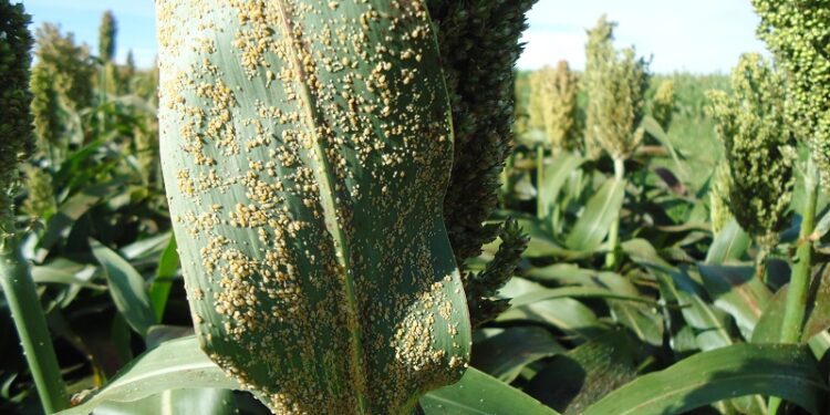 Temor por el pulgón amarillo del sorgo