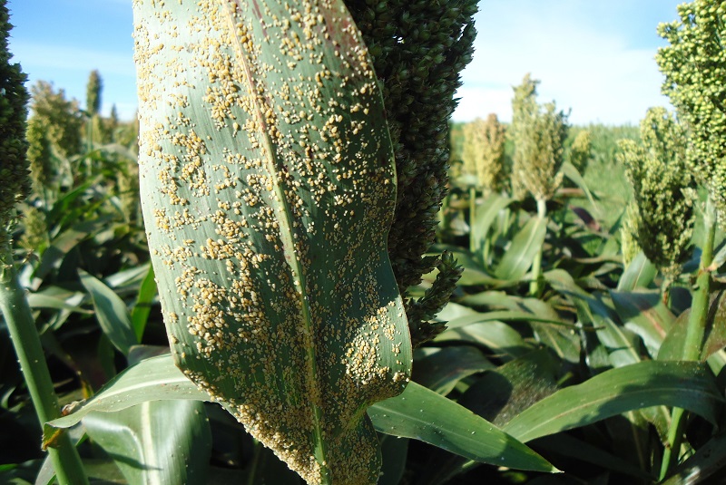 Temor por el pulgón amarillo del sorgo