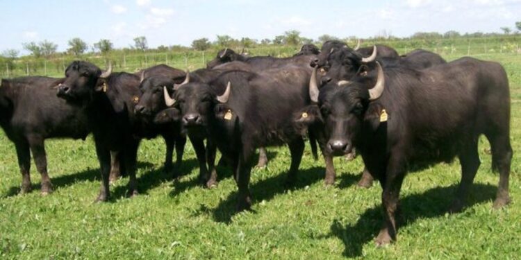 La cría de búfalos se vuelve tendencia en Argentina