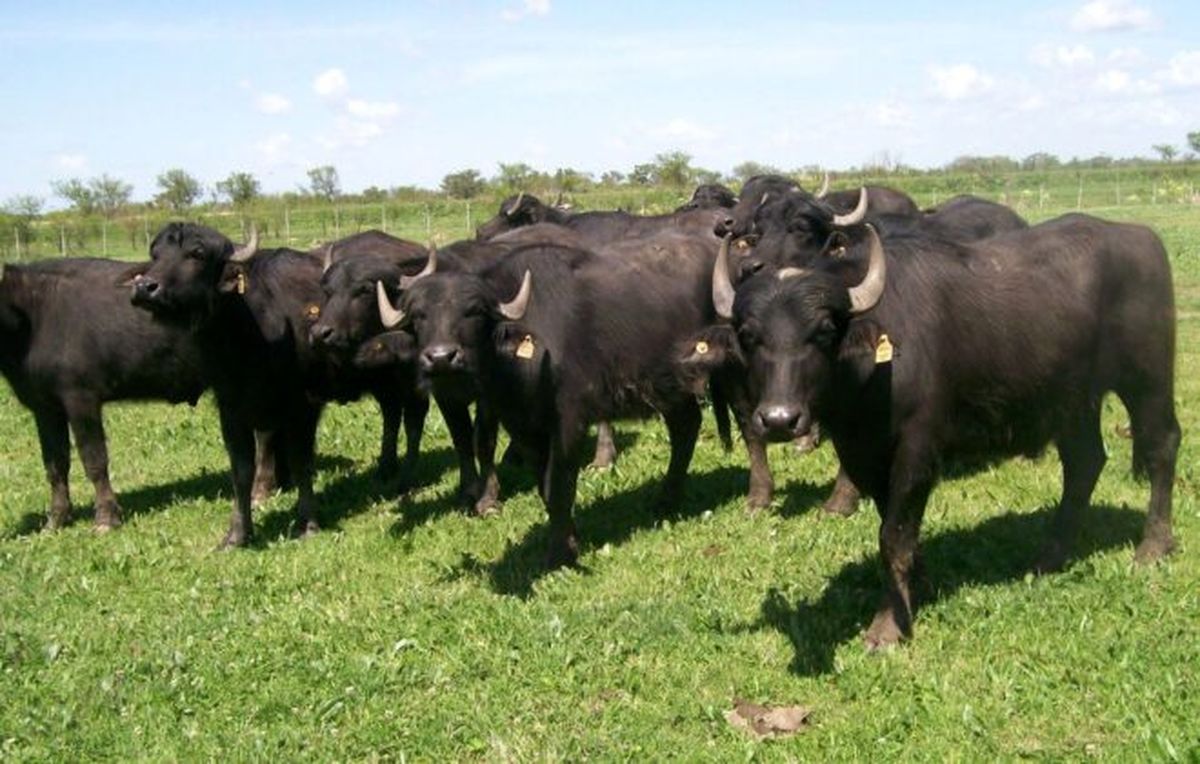 La cría de búfalos se vuelve tendencia en Argentina