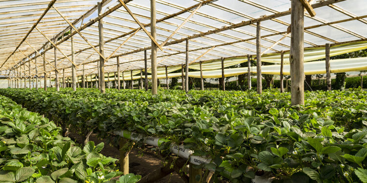 Avances en los estudios de frutilla para aumentar la producción