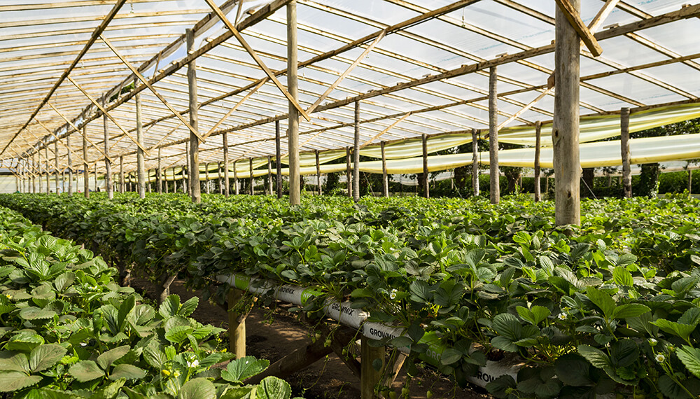 Avances en los estudios de frutilla para aumentar la producción