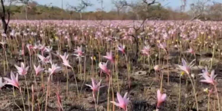 Luego de las lluvias brotaron flores entre las cenizas del Ibera