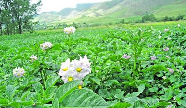 Papa semilla: un privilegio de Tafí del Valle