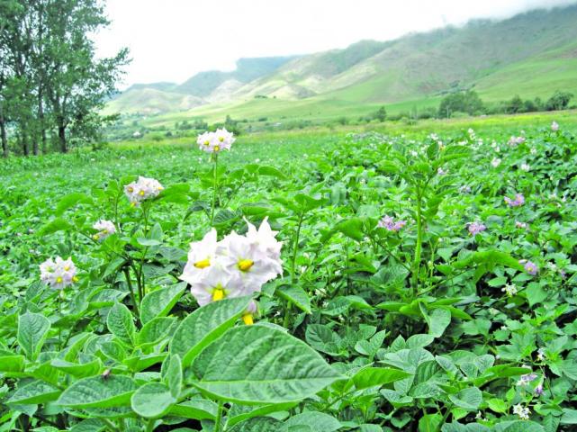 Papa semilla: un privilegio de Tafí del Valle