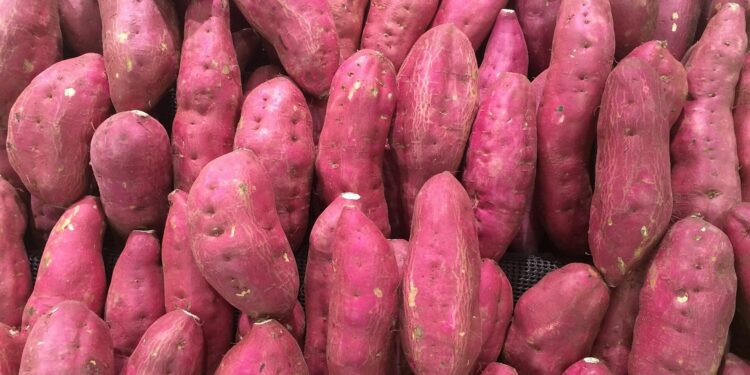 Fabricarán harina para celíacos a base de batata
