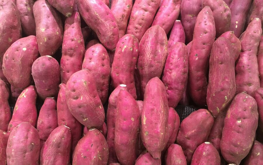 Fabricarán harina para celíacos a base de batata