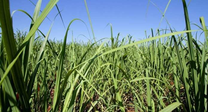 Una empresa tucumana logró el éxito gracias a la diversificación