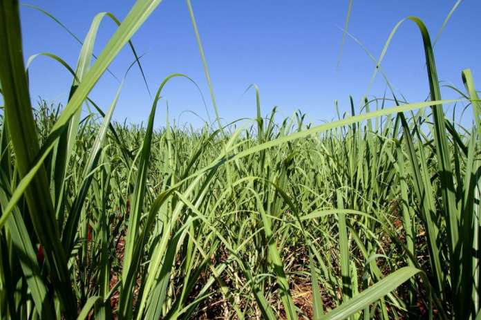 Una empresa tucumana logró el éxito gracias a la diversificación