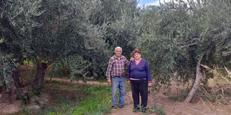 El bajo precio y una extraña enfermedad complica la producción de aceitunas