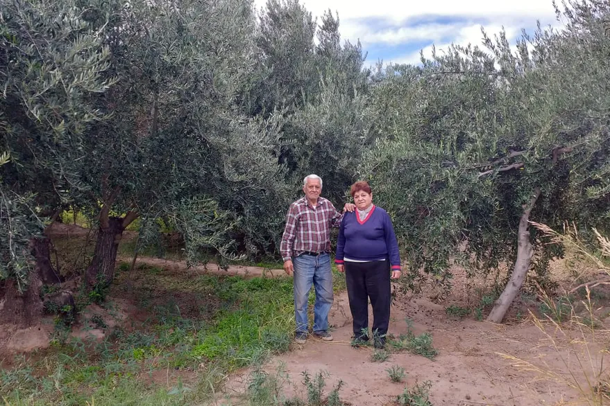El bajo precio y una extraña enfermedad complica la producción de aceitunas