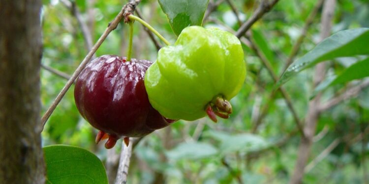 Los frutos nativos del Norte y la Patagonia cobran valor