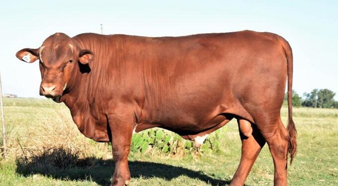 Argentina ya cuenta con una nueva raza bovina: Seneford