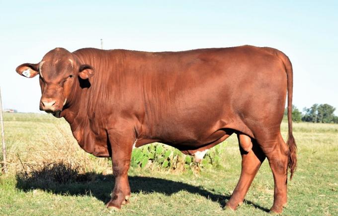 Argentina ya cuenta con una nueva raza bovina: Seneford