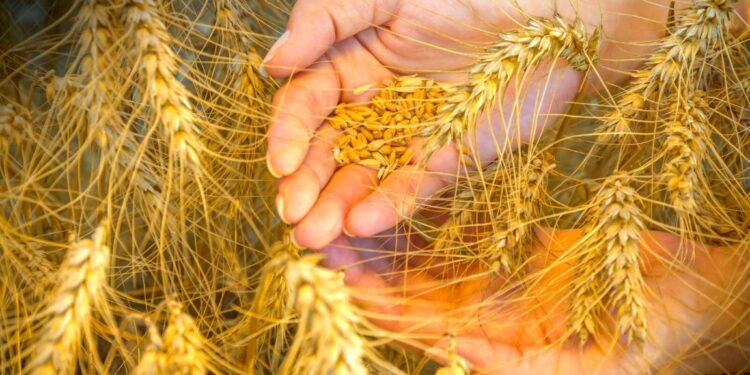 El trigo cerró la semana en Chicago cerca de los US$500