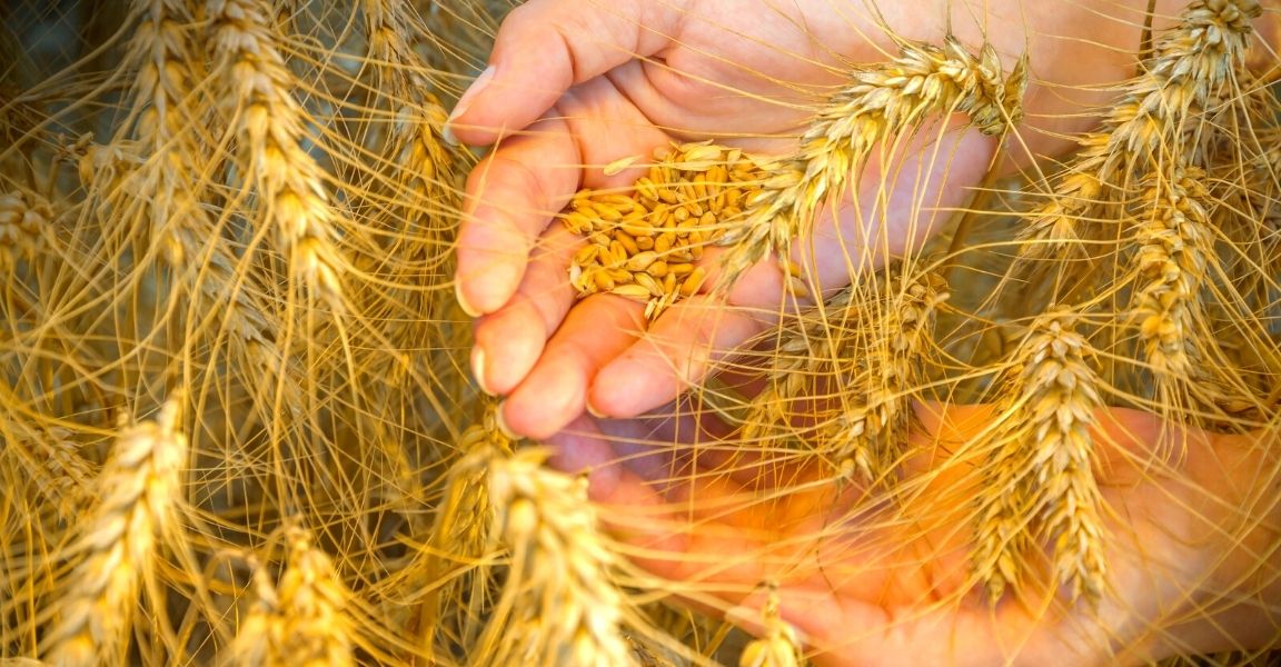 El trigo cerró la semana en Chicago cerca de los US$500
