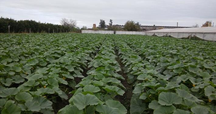 Tucumán cuenta con un nuevo registro estadístico hortícola fundamental para la toma de decisiones
