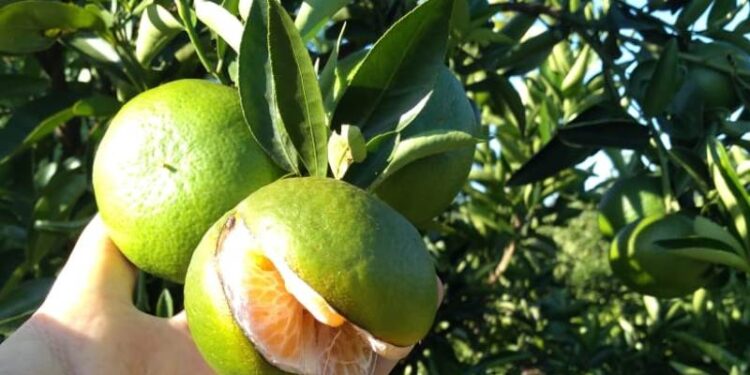 Presencia de splitting en cítricos del NEA