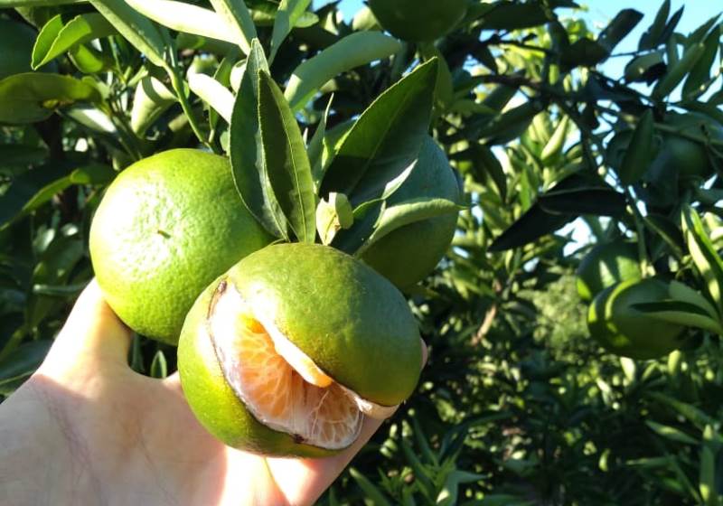 Presencia de splitting en cítricos del NEA