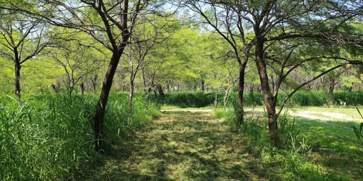 Bosques Nativos: el algarrobo es árbol sagrado del NOA