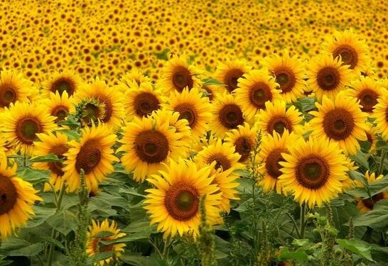 Cosecha récord y precios en sus máximos históricos para el Girasol