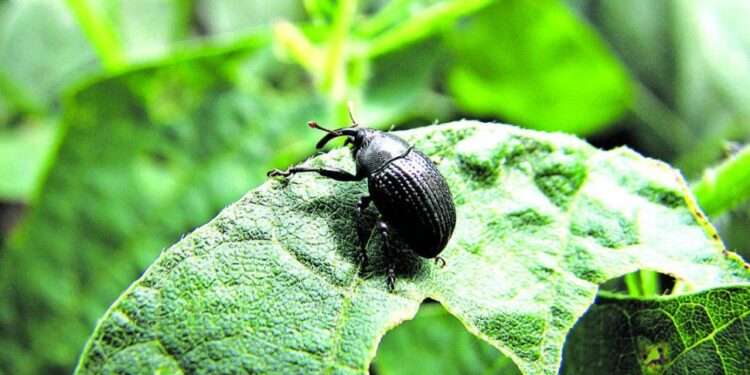 NOA: Consejos para el manejo del picudo negro en soja