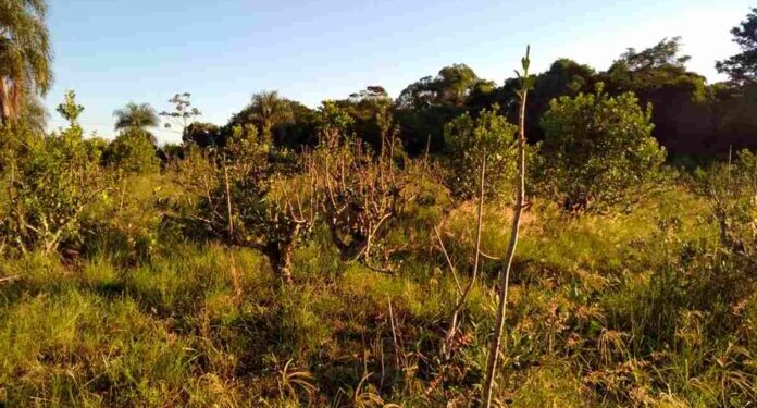 Aumentan los casos de robos millonarios de yerba mate