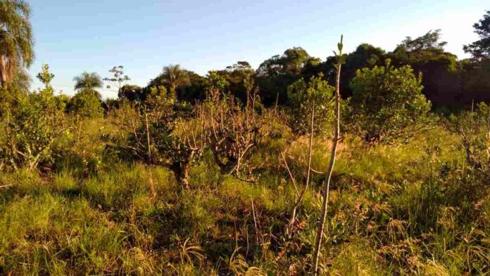 Aumentan los casos de robos millonarios de yerba mate