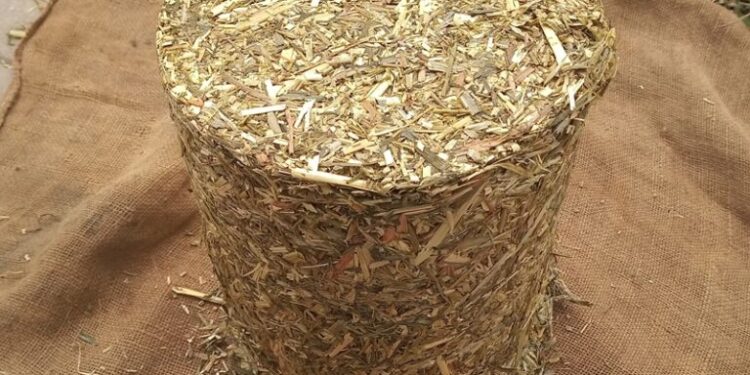 Lanzarán un bioinoculante de cepas nativas que mejora la calidad del forraje