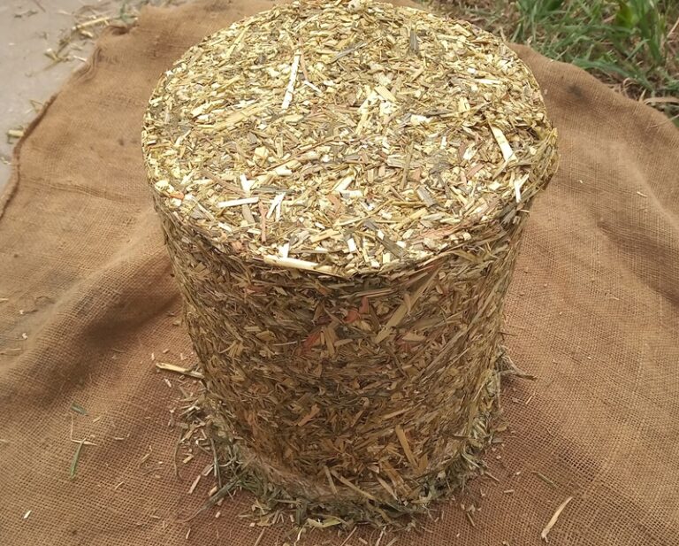 Lanzarán un bioinoculante de cepas nativas que mejora la calidad del forraje